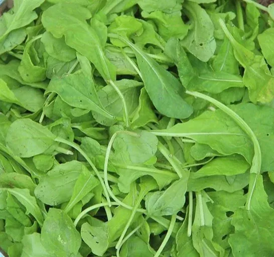 Arugula Seeds - Arugula