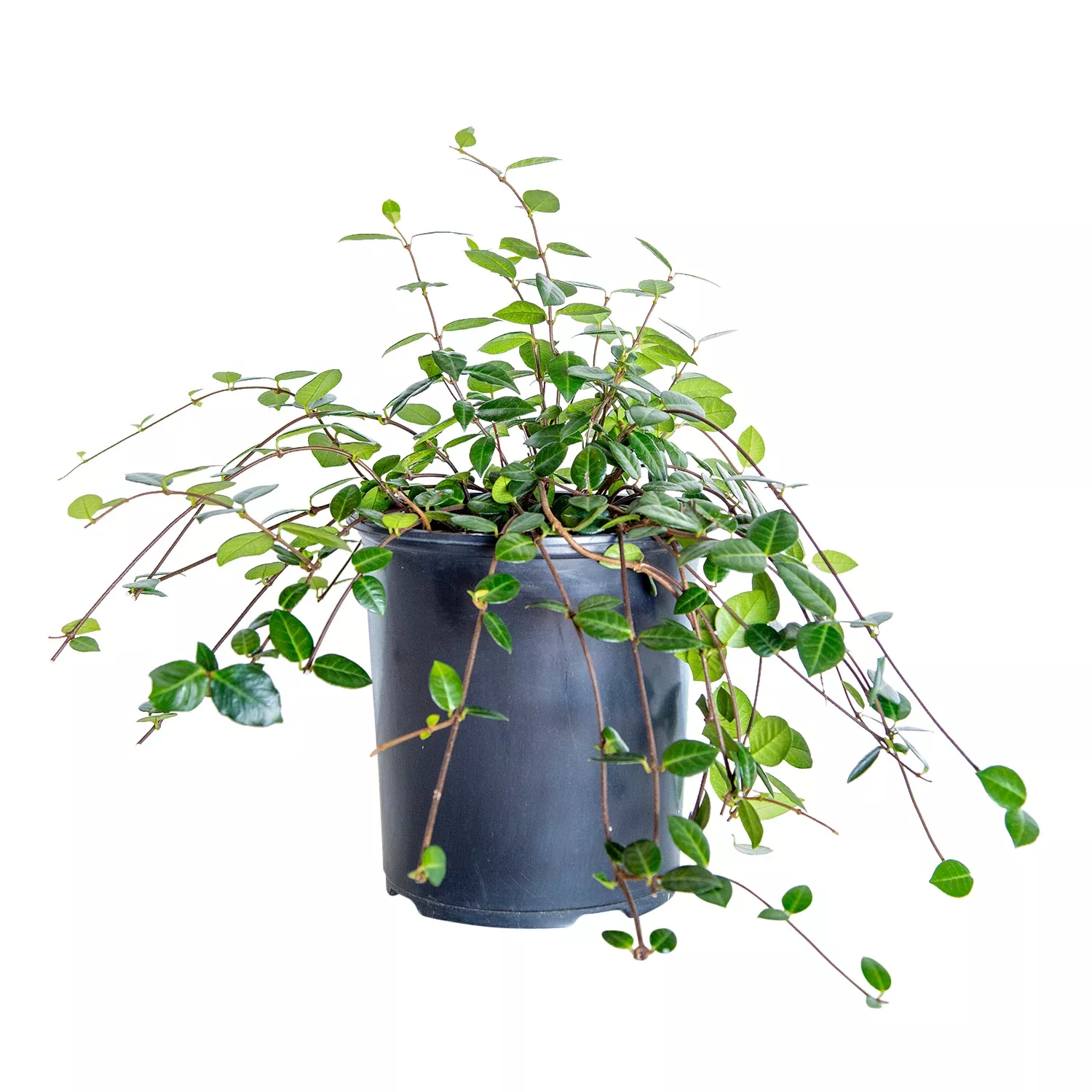 Asiatic Jasmine