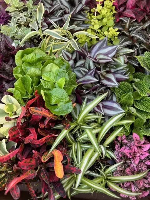 Assortment Foliage