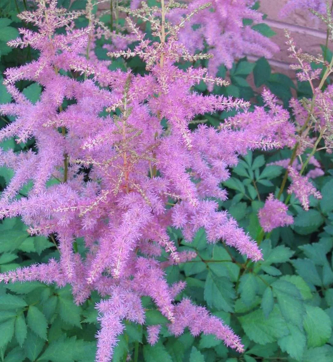 Astilbe Amethyst