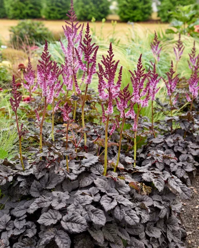Astilbe 'Dark Side of the Moon' PW #1.5C