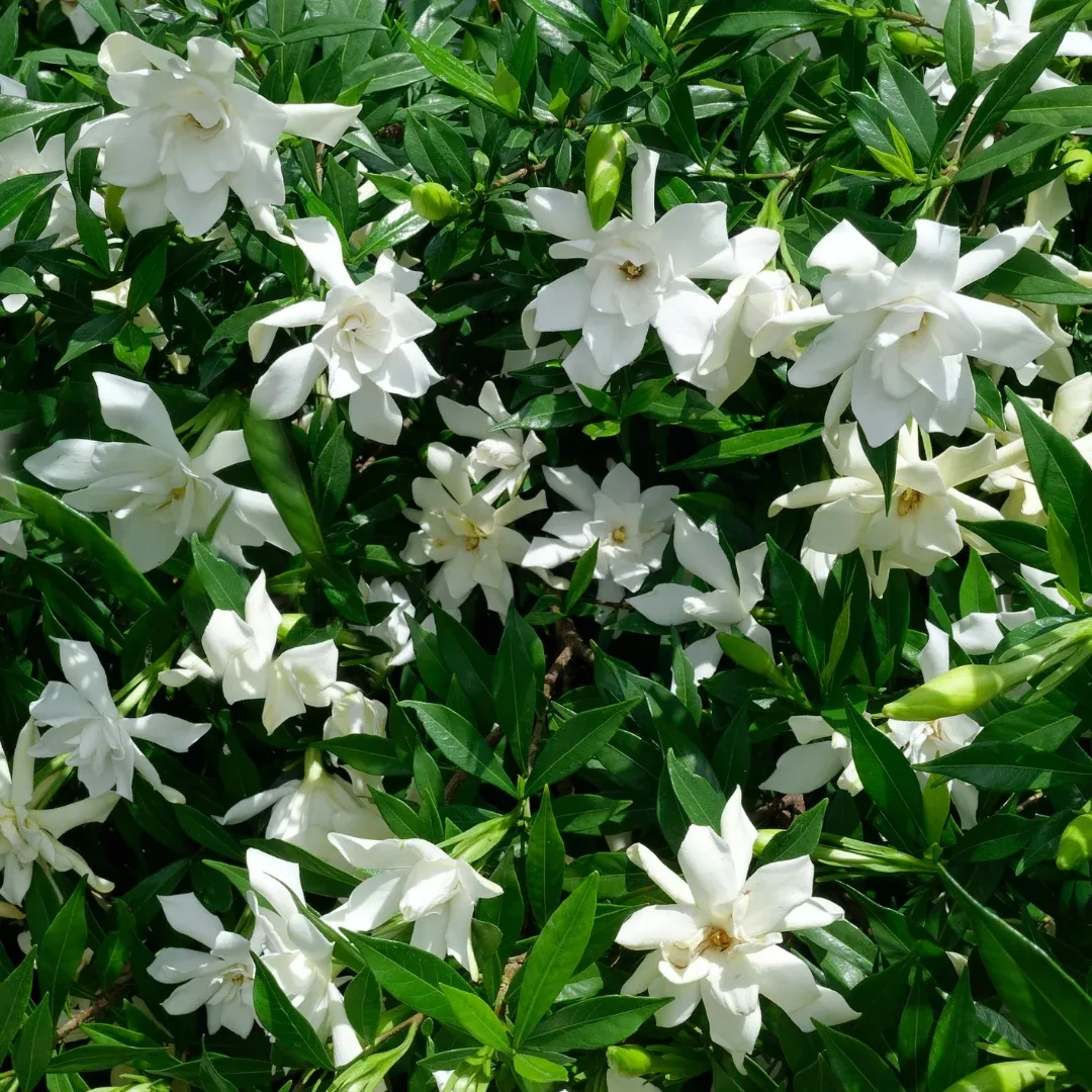 August Beauty Gardenia