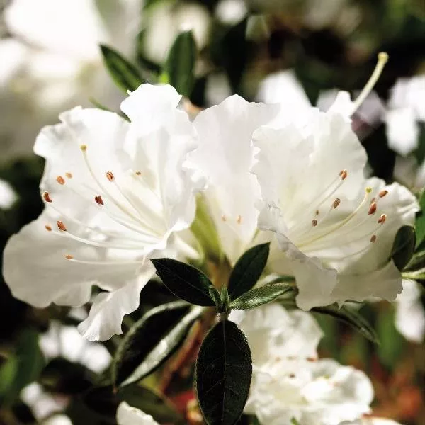 Autumn Angel Encore Azalea