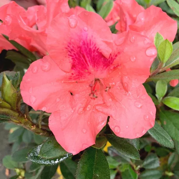 Autumn Coral Encore Azalea