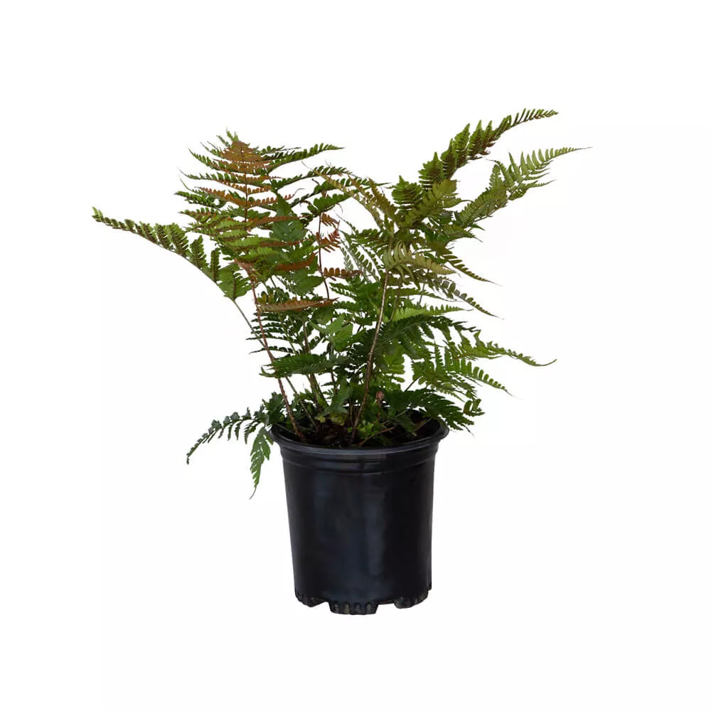 Autumn Fern