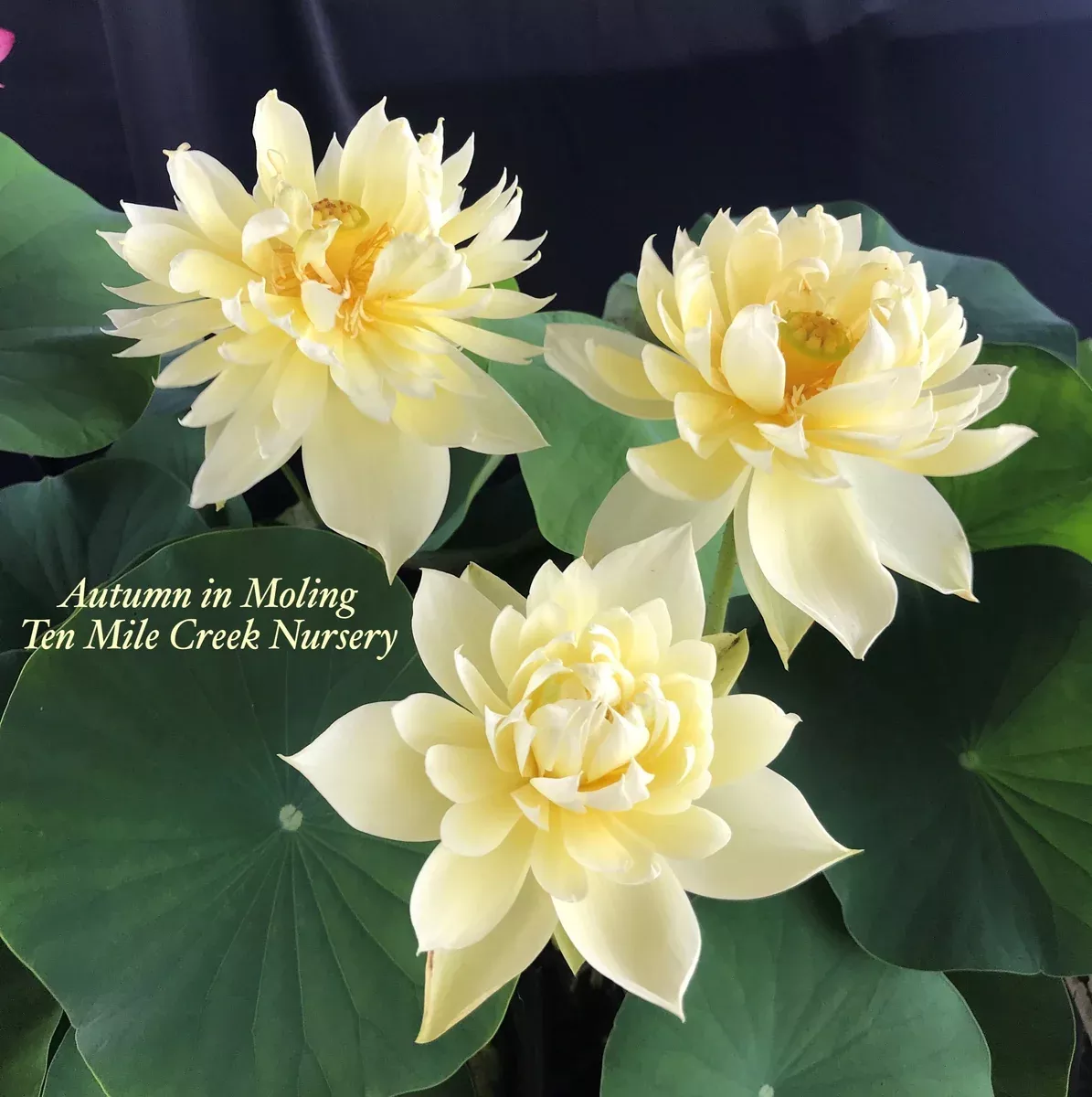 Autumn in Moling Lotus- Always a Favorite!
