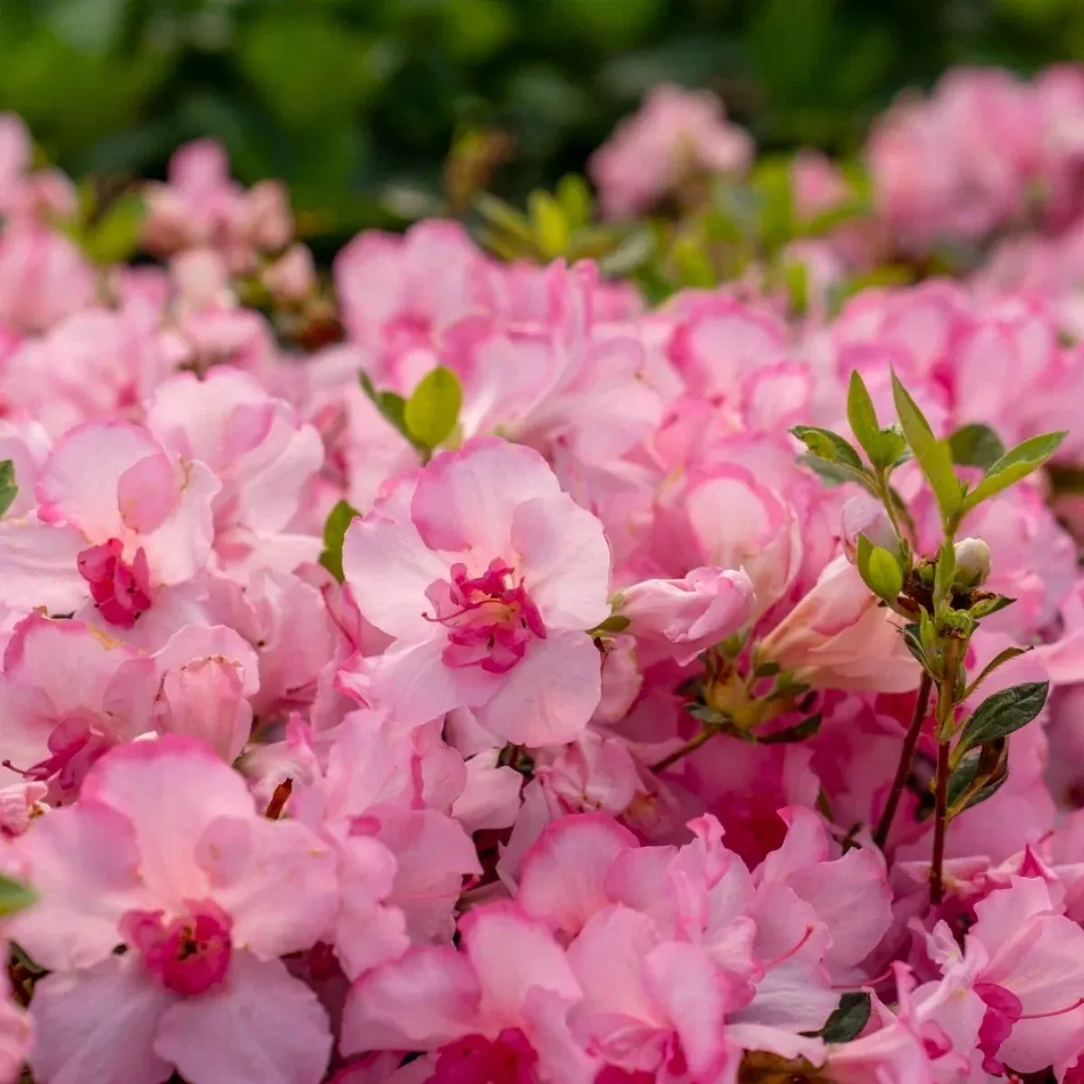 Autumn Kiss Encore Azalea