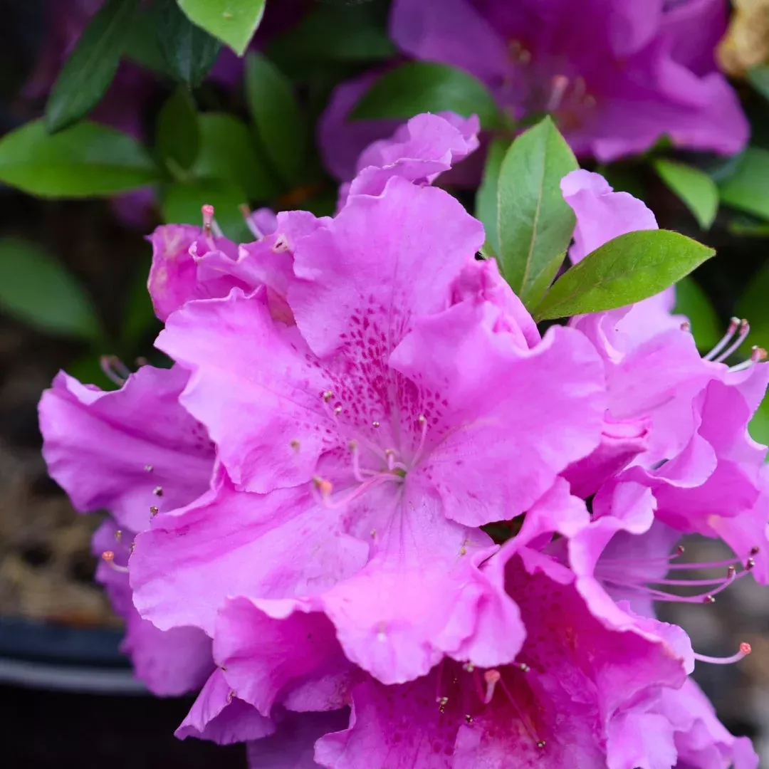 Autumn Lilac Encore Azalea