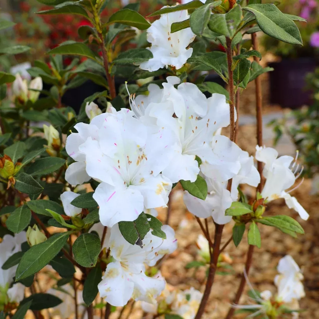 Autumn Lily Encore Azalea