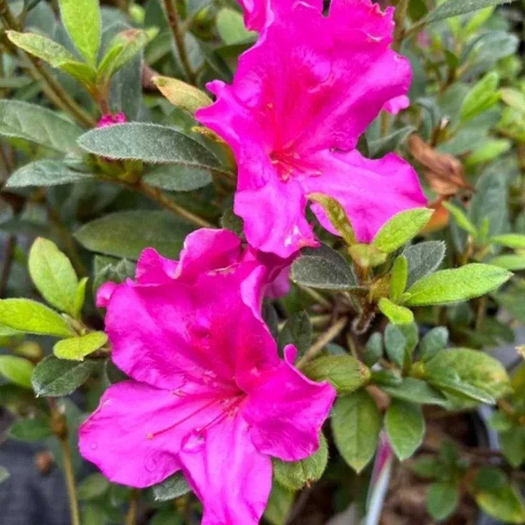 Autumn Royalty Encore Azalea