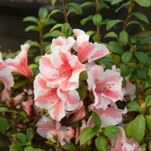 Autumn Starburst Encore Azalea