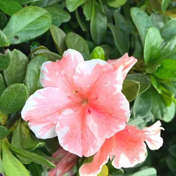 Autumn Sunburst Encore Azalea