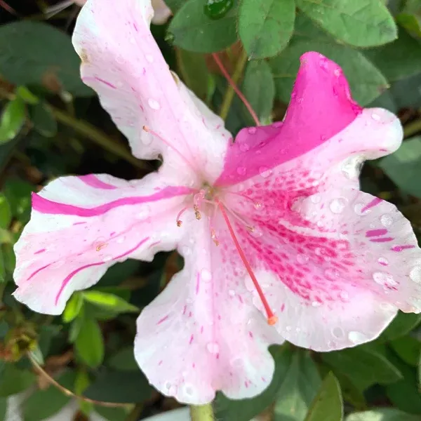 Autumn Twist Encore Azalea