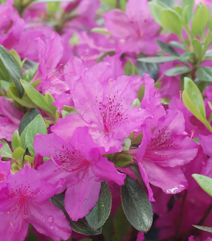 Azalea Karen