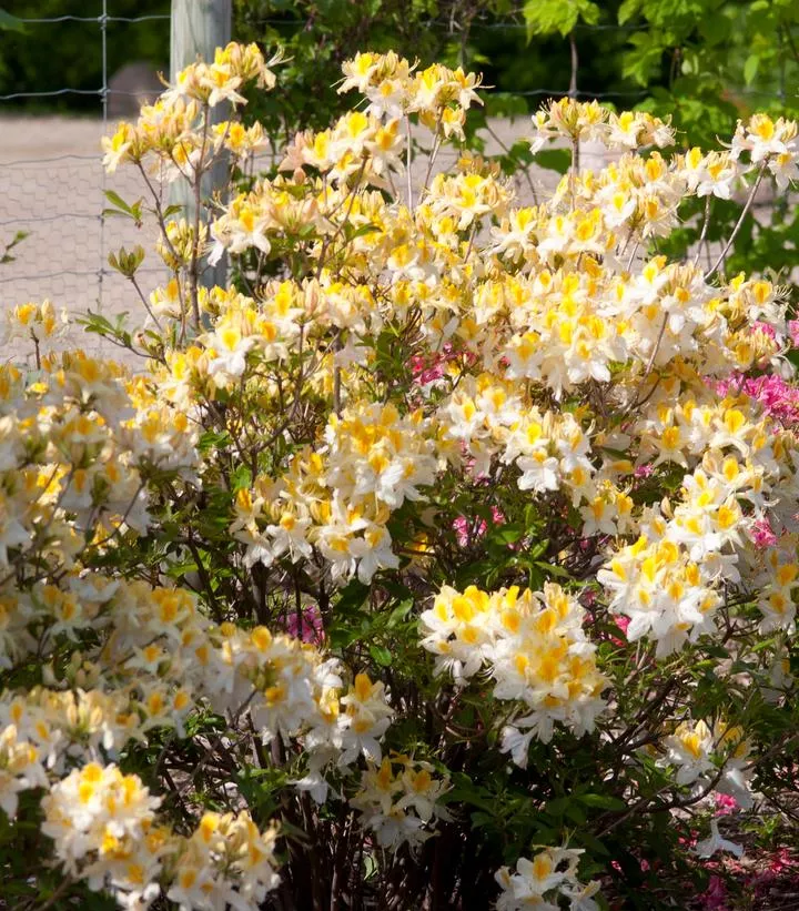 AZALEA `NORTHERN HI-LIGHTS`