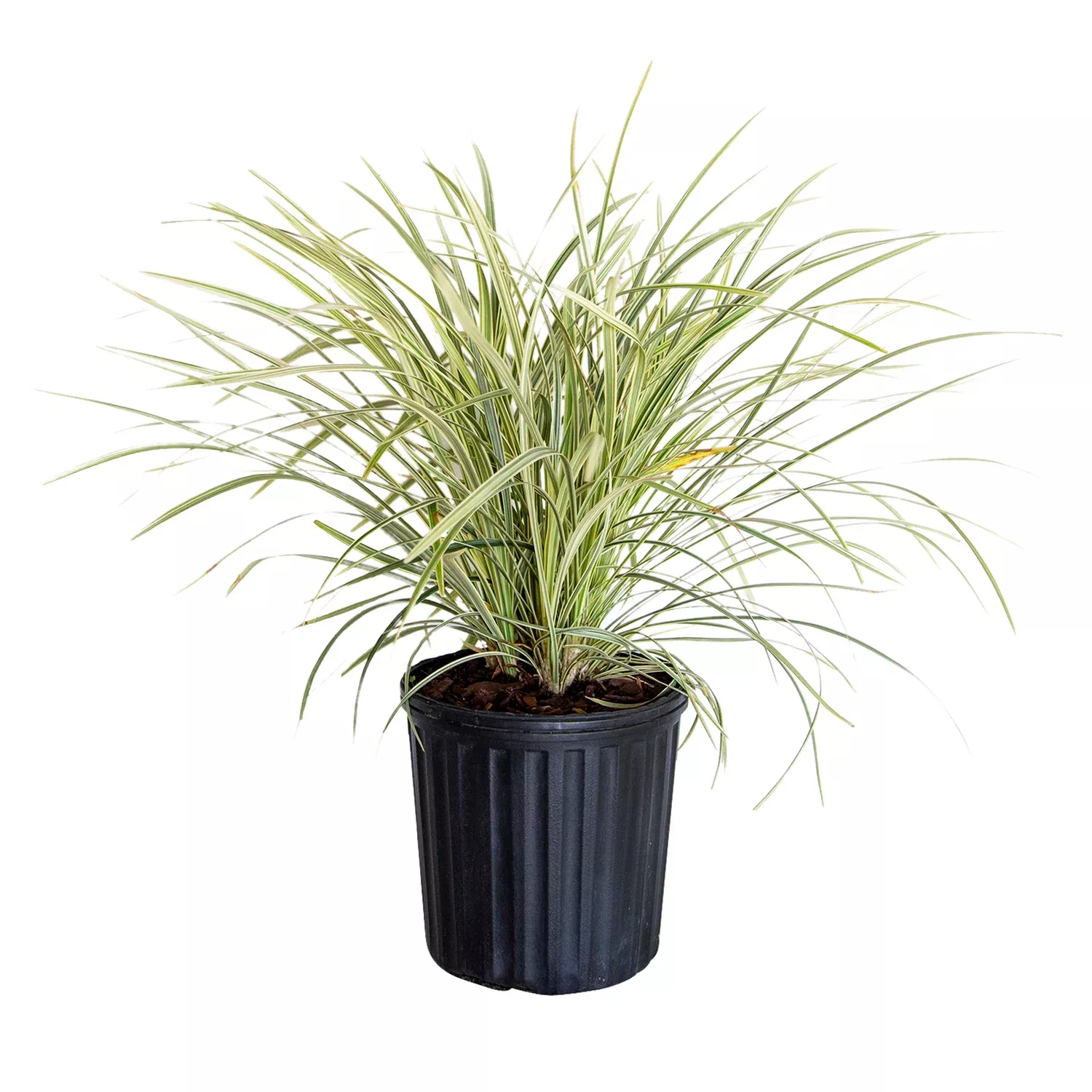 Aztec Grass