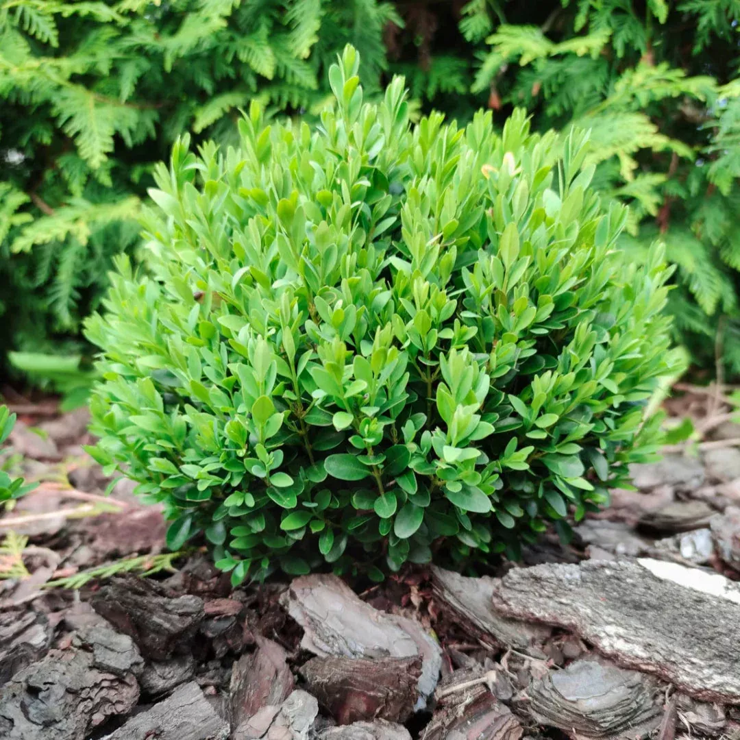 Baby Gem™ Boxwood