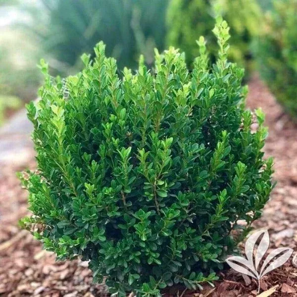 Baby Jade™ Boxwood