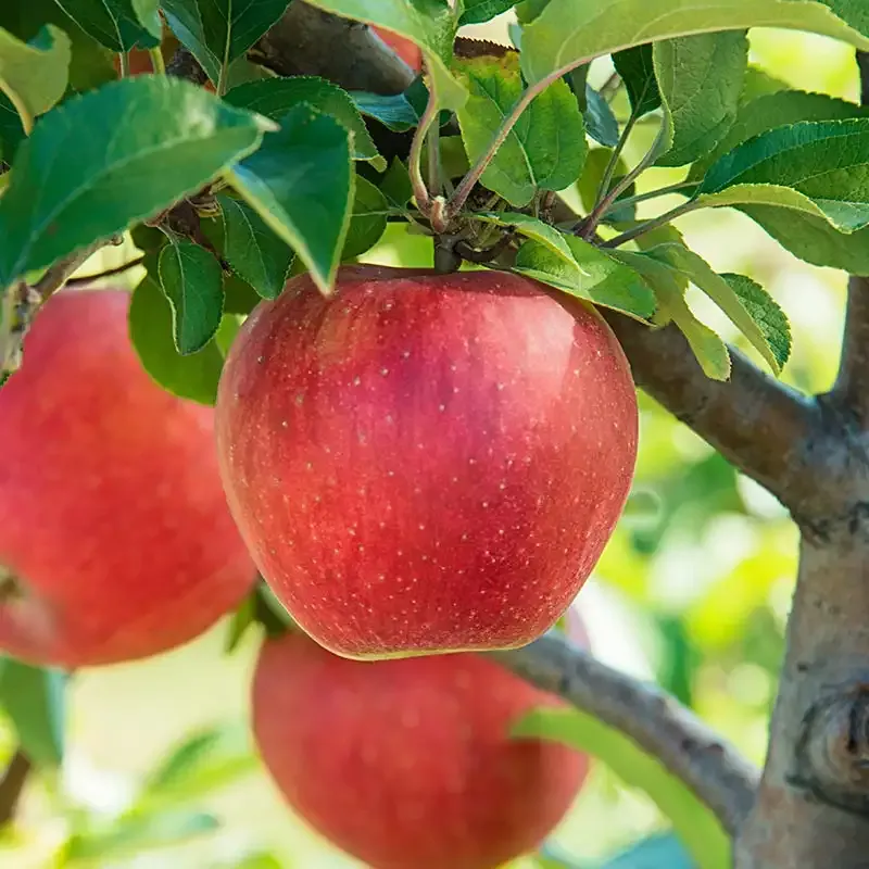 Baker's Delight Apple Tree
