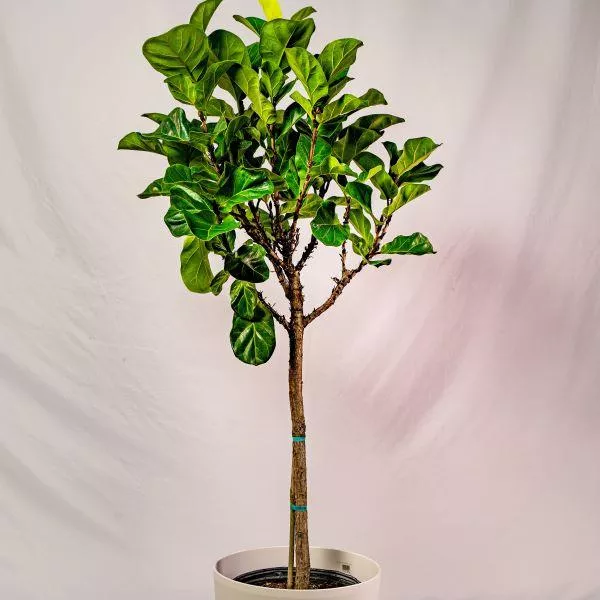Bambino Fiddle Leaf Fig Tree