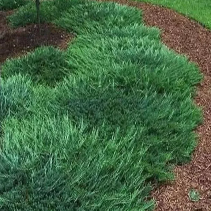 Bar Harbor Juniper