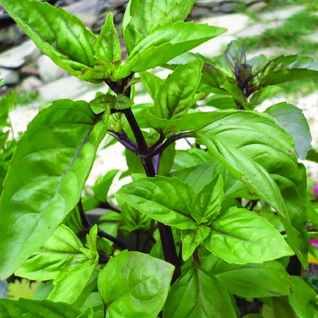 Basil Seeds - Cinnamon
