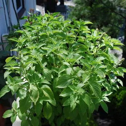 Basil Seeds - Mrs. Burns Lemon