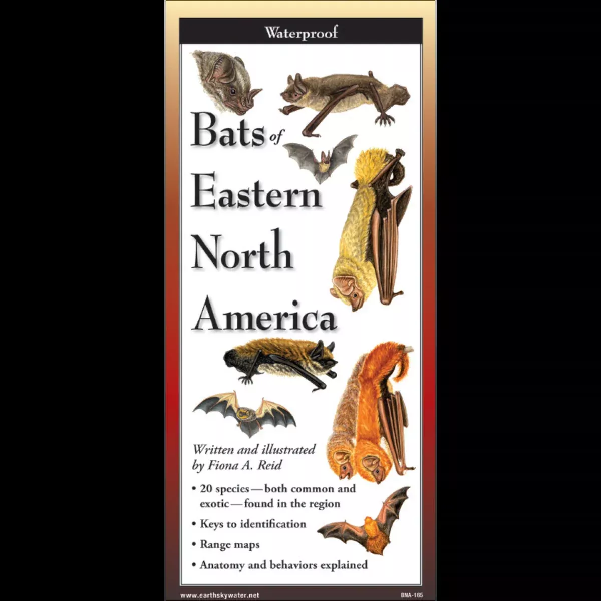 Bats of Eastern North America Folding Guide