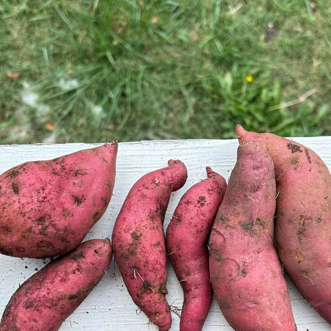 Bayou Belle Sweet Potato Slips, Organic
