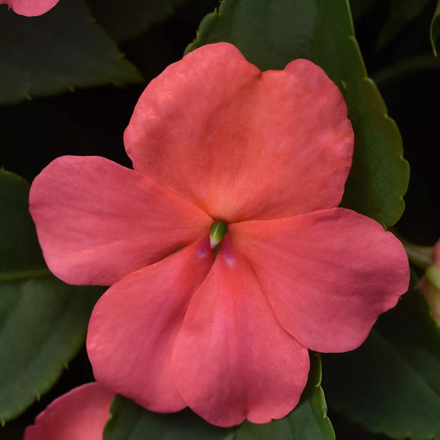 Beacon Coral Walleriana Impatiens