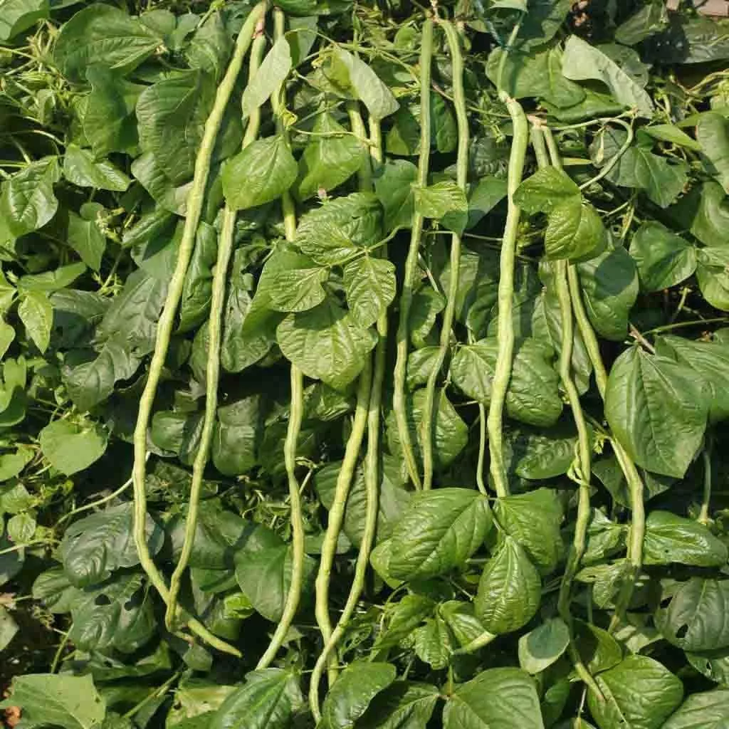 Bean, Orient Wonder Seeds, 4.4g