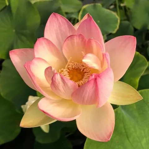 Beautiful Dancer Lotus - Tiny Perfection!