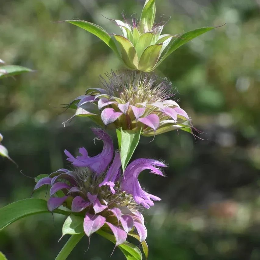 Bee Balm Seeds - Lemon Mint