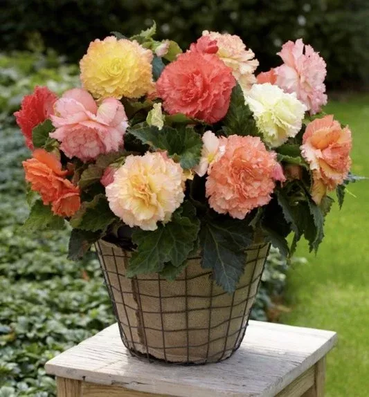 Begonia Bulbs - Samba Pastel Mix (10 bulbs)