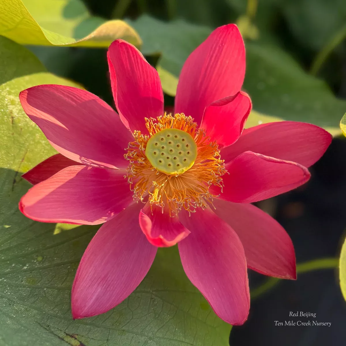 BEIJING - Stunning RED