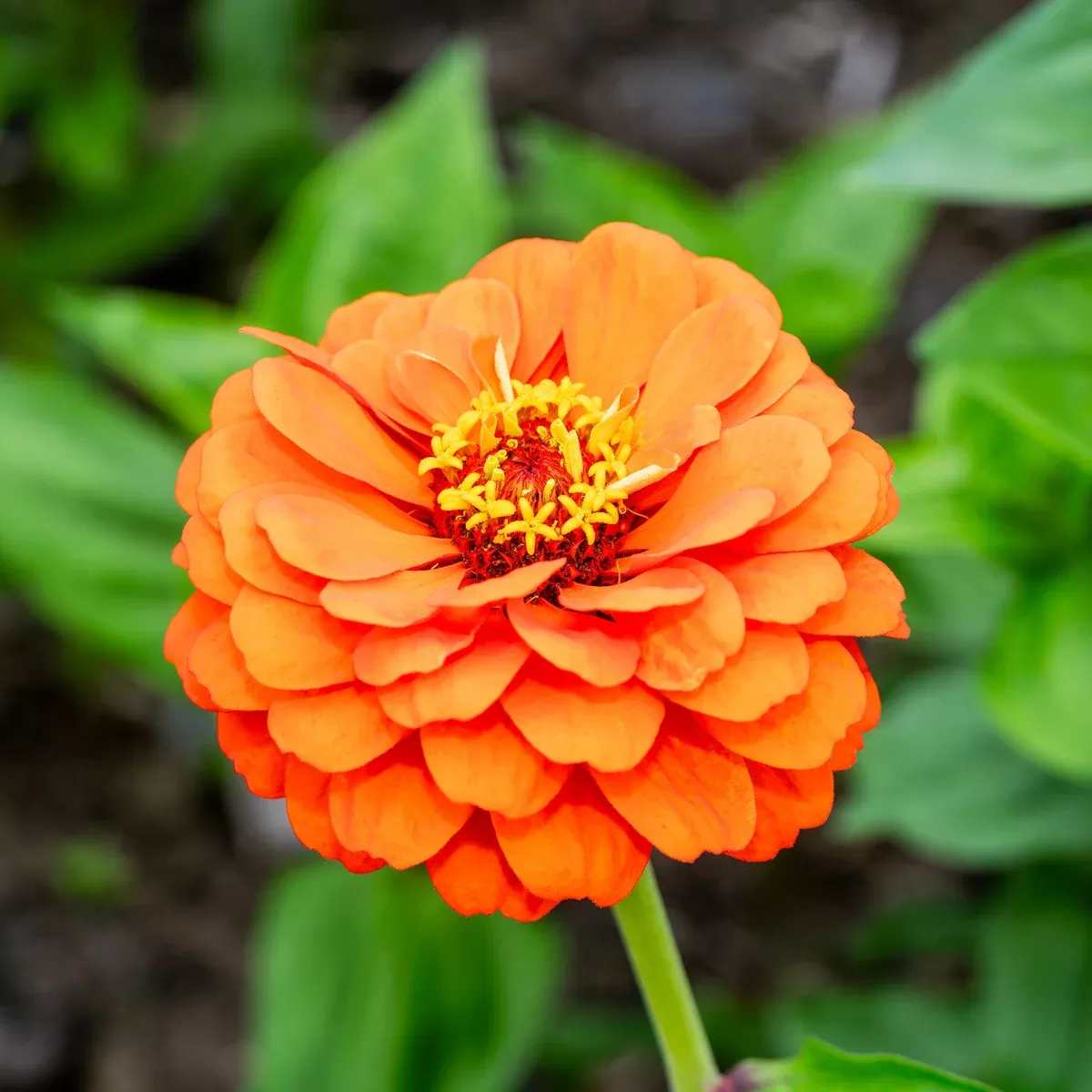 Benary Giant Orange Zinnia