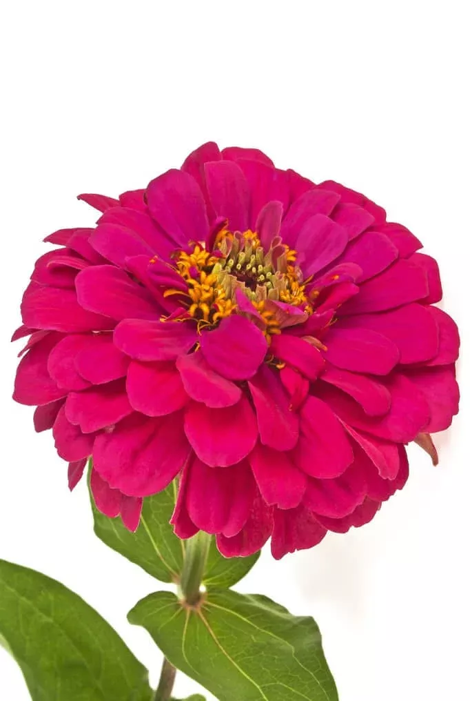 Benary Giant Wine Zinnia