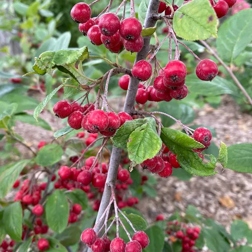 Berry Scape Aronia