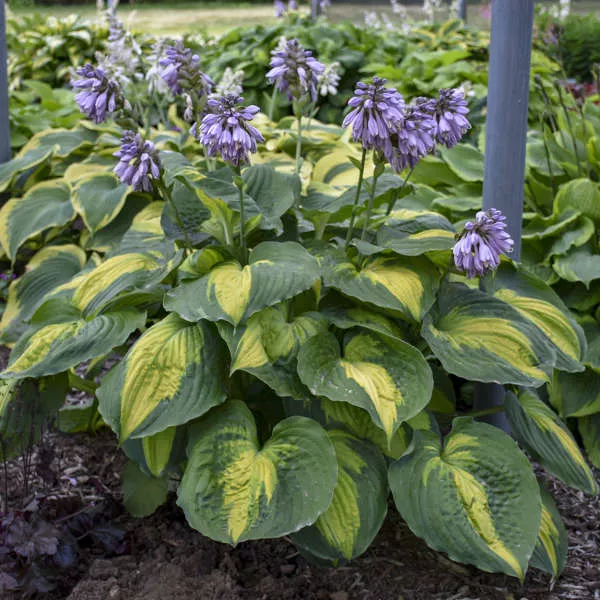 Beyond Glory Hosta Quart Size