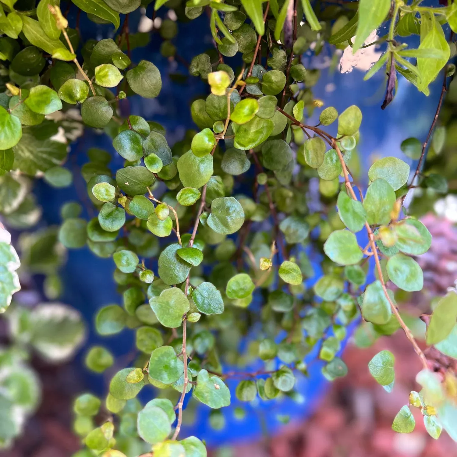 Big Leaf Creeping Wire Vine (Muehlenbeckia)
