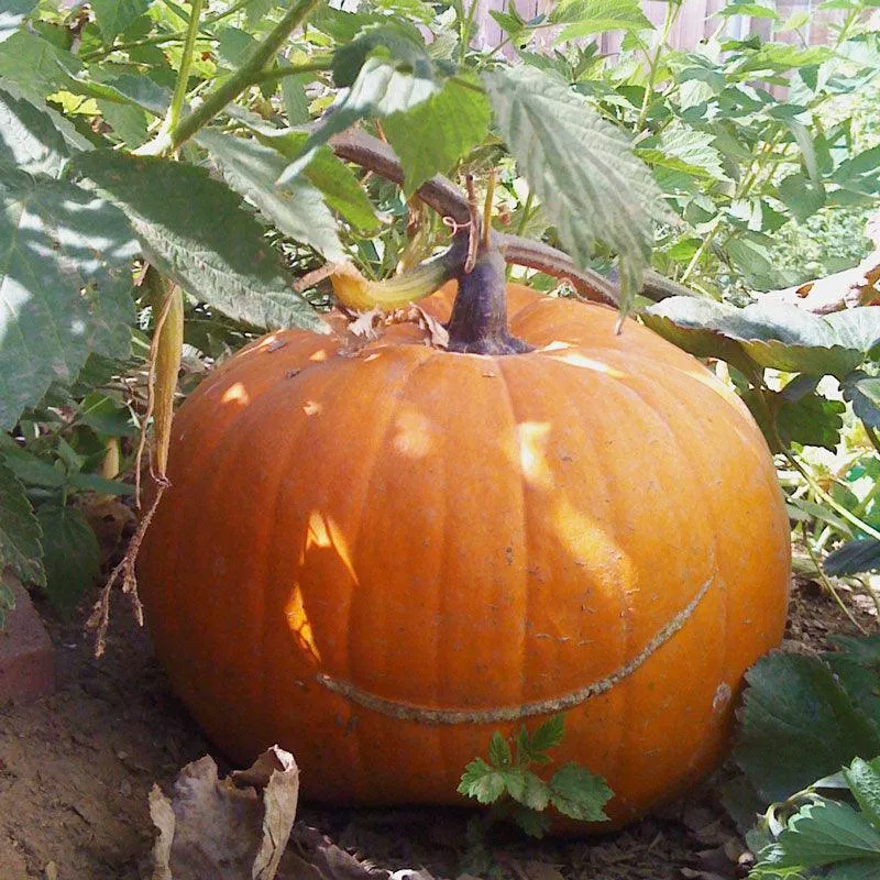 Big Max Pumpkin (Organic)