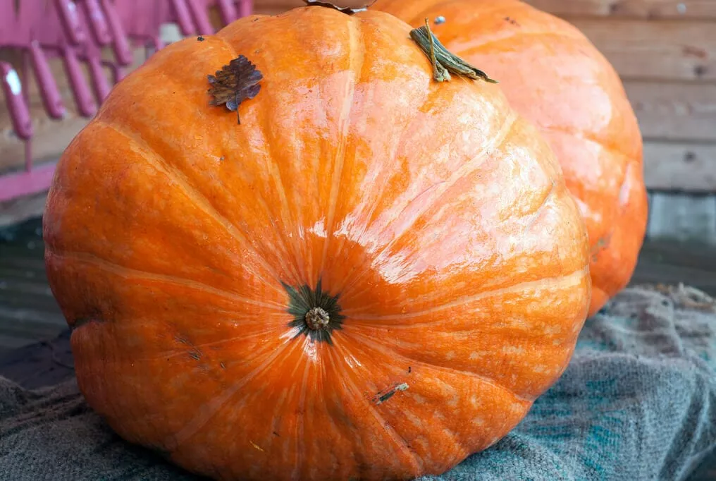 Big Max Pumpkin