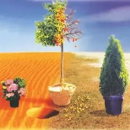 BioPlex Transplant Concentrate & Plant Enhancer
