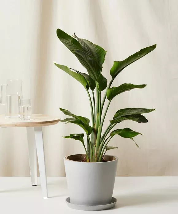Bird of Paradise Luxe