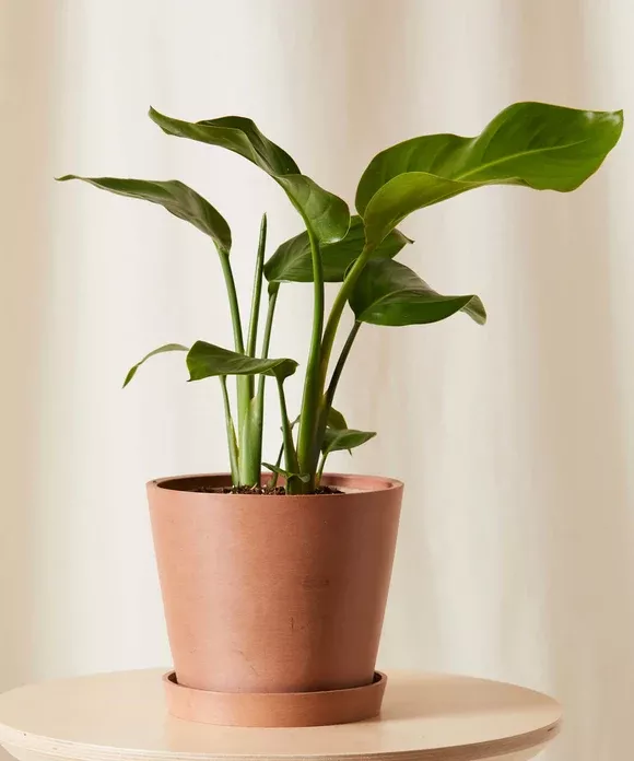 Bird of Paradise Tabletop