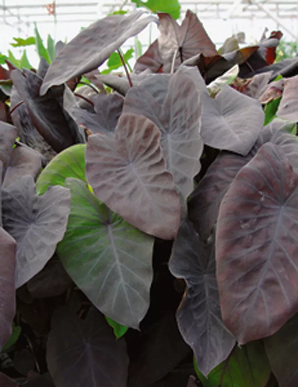 BLACK MAGIC TARO - TROPICAL AQUATIC PLANT