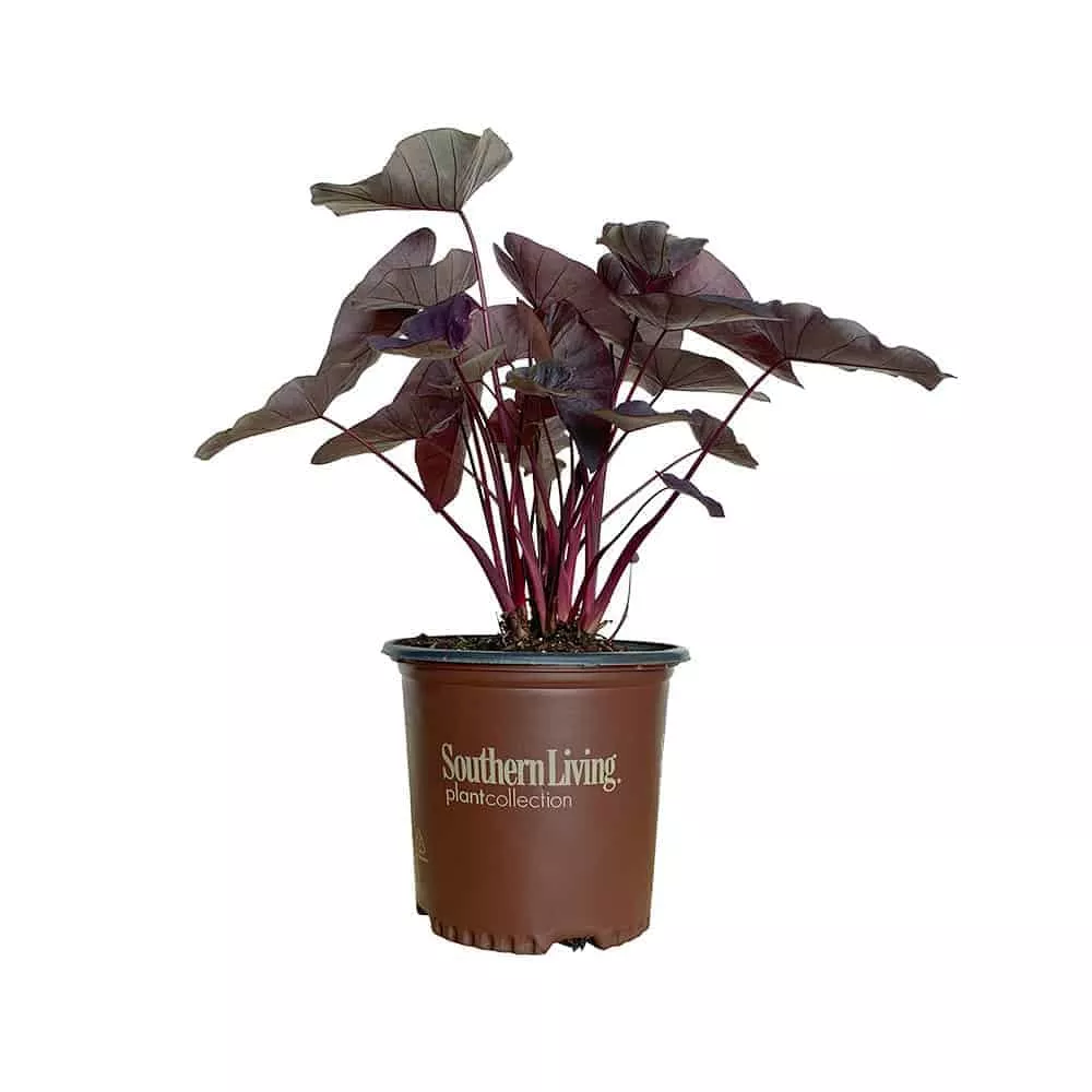 Black Ripple Colocasia