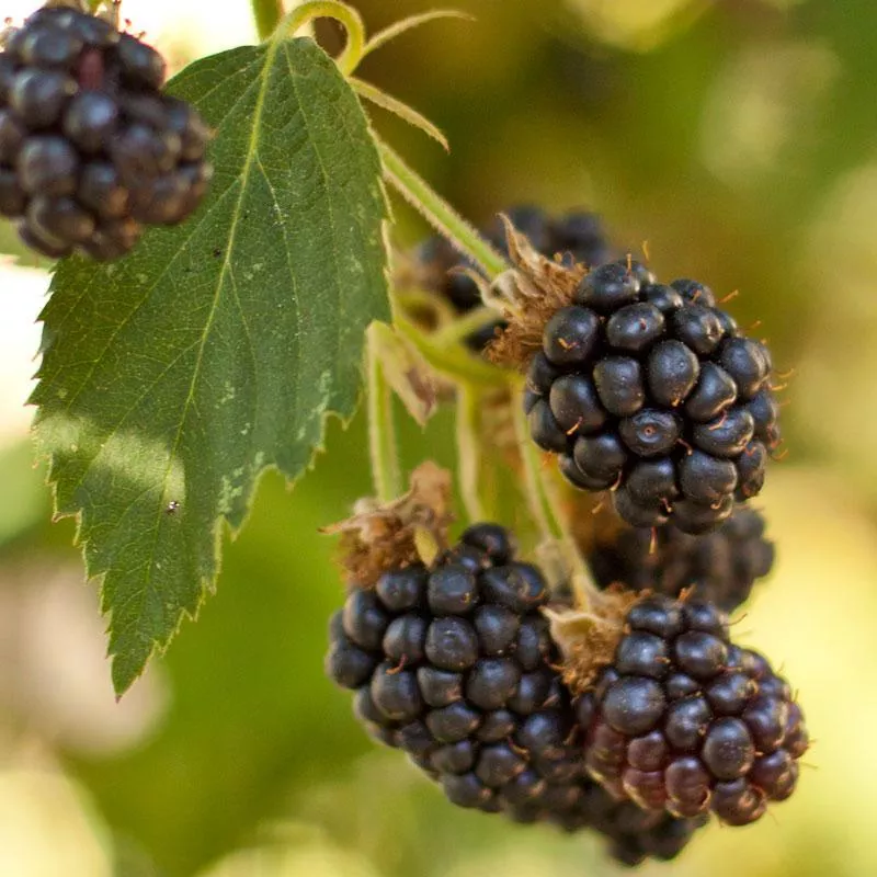 Black Satin Thornless Blackberry