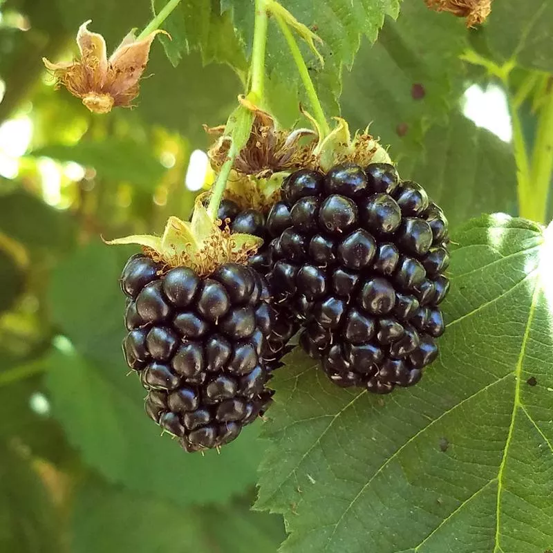 Blackberry - Triple Crown (Thornless)