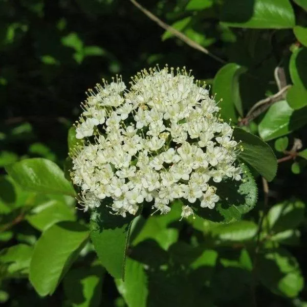 Blackhaw Viburnum